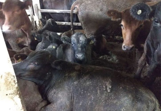 Exportação de animais vivos expõe mais um lado da crueldade humana