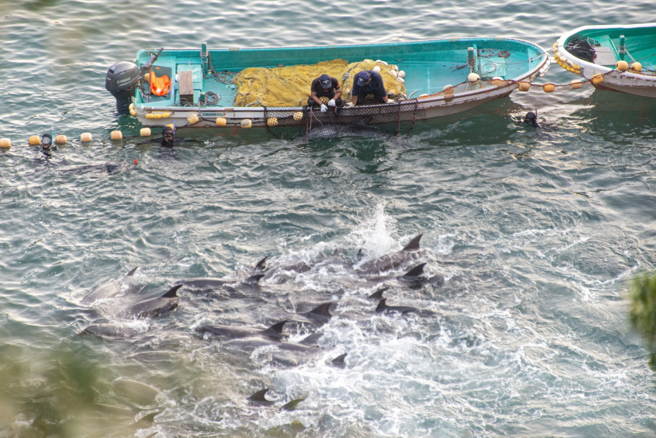 Indústria do Turismo incentiva a caça aos golfinhos em Taiji, no Japão