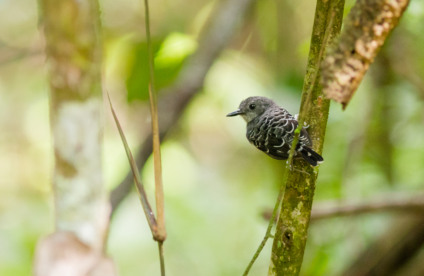 DNA de pássaros é utilizado como “cápsulas do tempo” e revelam mudanças no clima da Amazônia nos últimos 400 mil anos