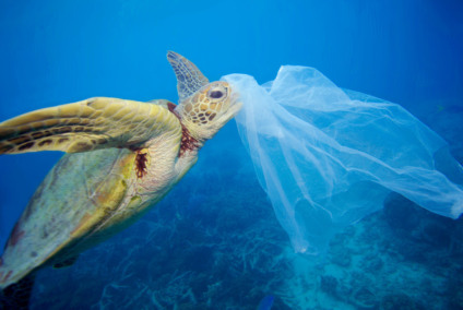 Tartaruga Verde (Chelonia mydas) com um saco de plástico próximo a boca, no recife de Moore, Austrália. A sacola foi removida pelo fotógrafo antes que a tartaruga tivesse a chance de comê-la. Crédito: Troy Mayne / WWF