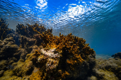 Recife de coral em Porto de Galinhas (PE). Foto: Filipe Cadena/Fundação Grupo Boticário