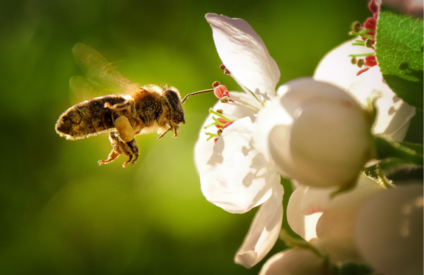 DIA MUNDIAL DAS ABELHAS: 80% da produção de alimentos depende das abelhas