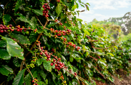 Brasil deve experimentar redução drástica de área propícia para a produção de café arábica nas próximas décadas devido às mudanças climáticas