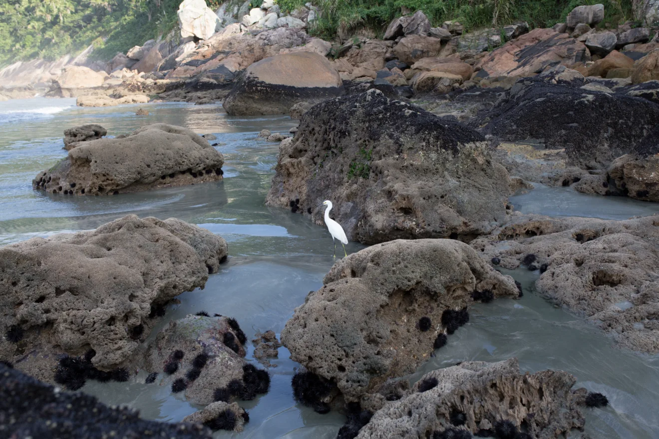 Estudo pioneiro da UNIFESP sobre a biodiversidade marinha | Foto: Divulgação