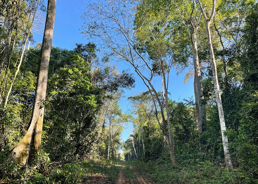 Ramal de acesso à floresta da Fazenda Iracema, no município de Lábrea (AM). Foto: Marcus Vinício D'Oliveira