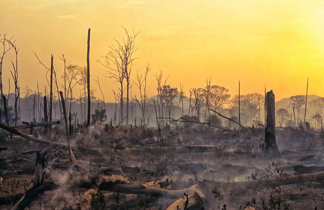 Dia da Amazônia: como as queimadas estão ameaçando a saúde da população