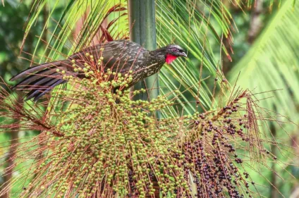 Sementes e mudas de palmeira-juçara são usadas na Reserva Natural Salto Morato