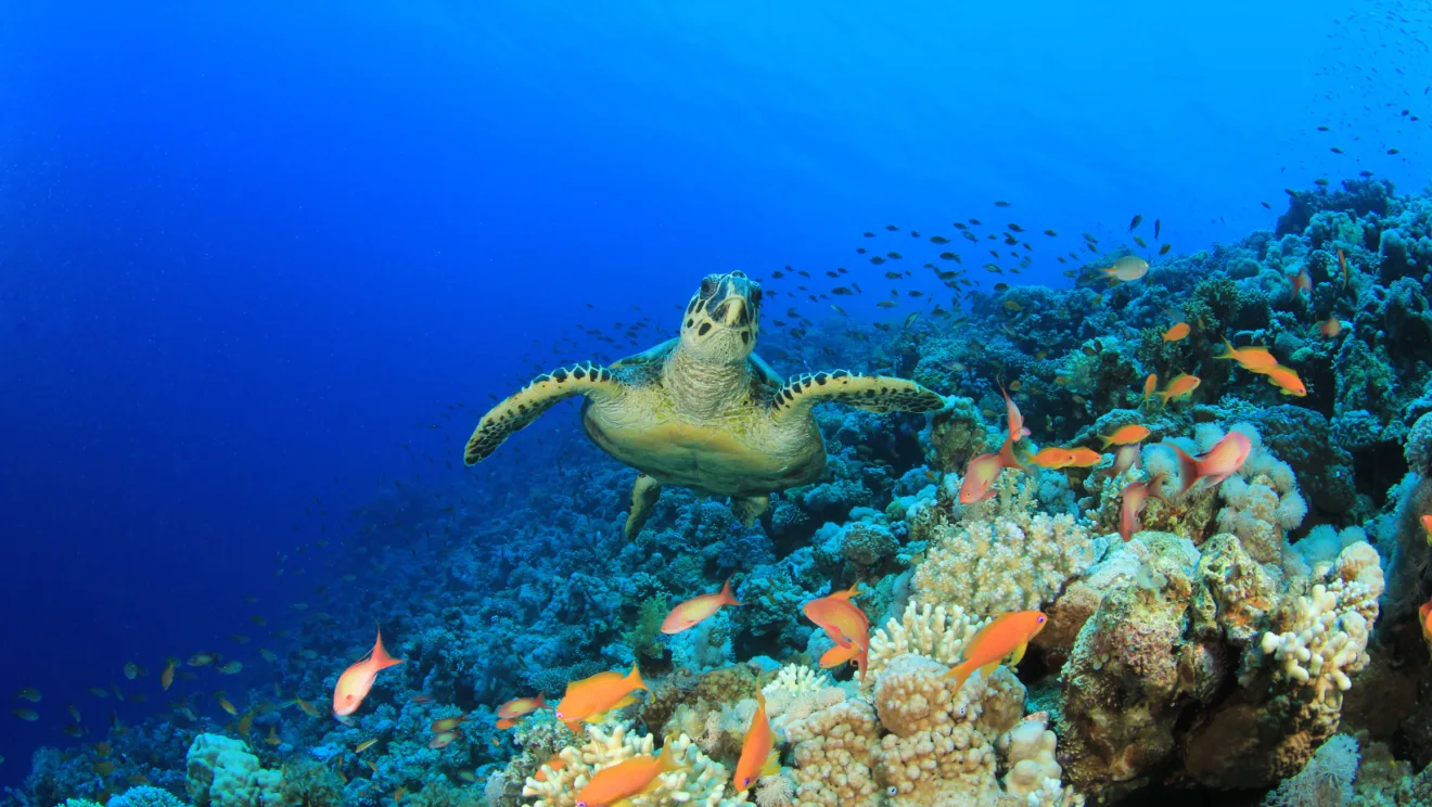 COP16: a hora da ação em prol da biodiversidade