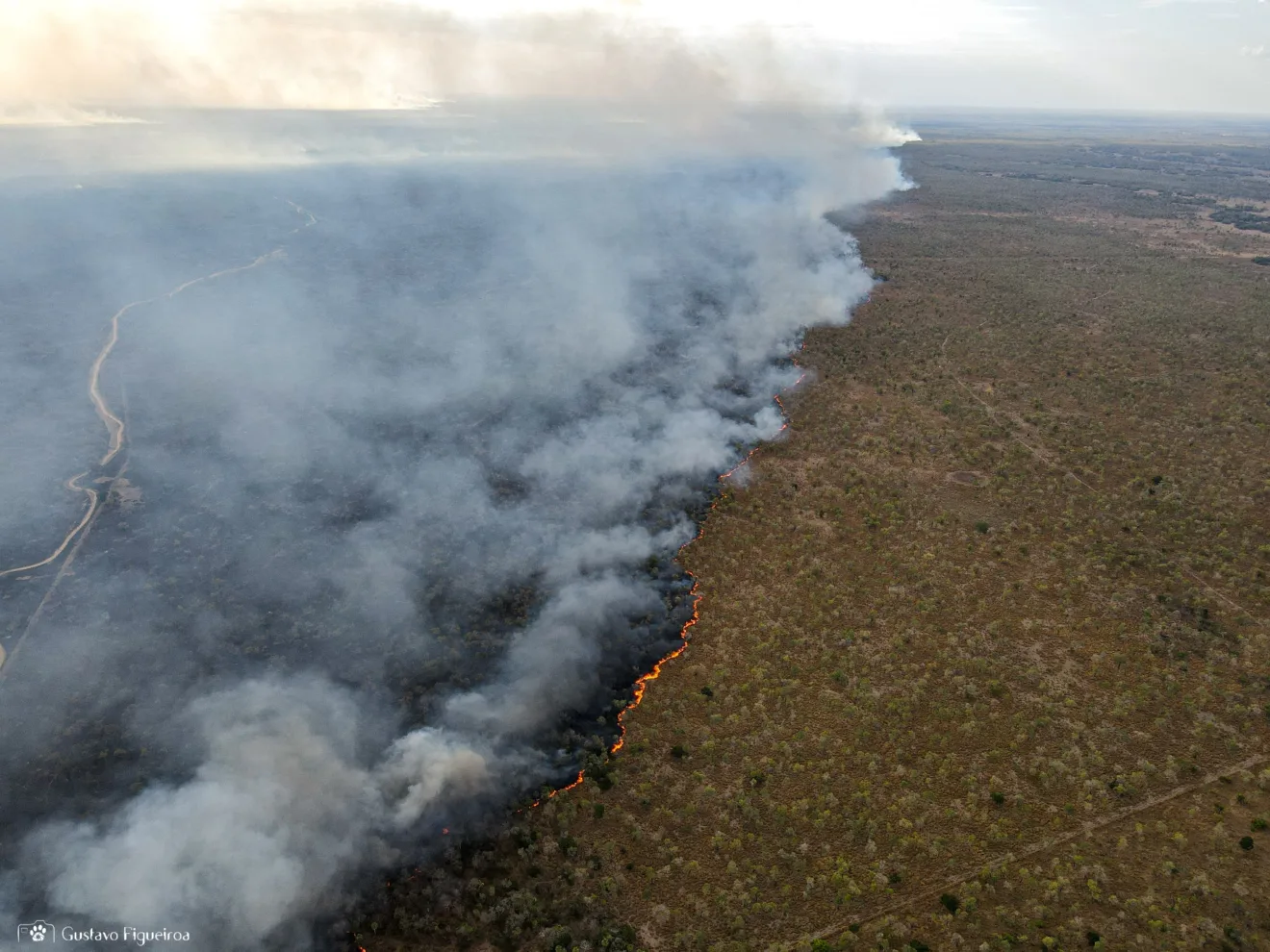 Foto: SOS Pantanal 