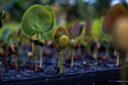 Importante reforço para a restauração florestal no Brasil 