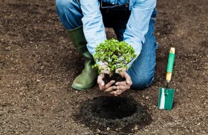 Cinco ideias para cuidar e renovar o seu jardim