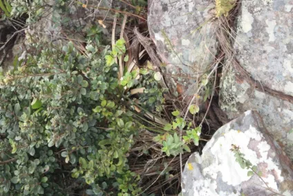 Descoberta nova espécie da flora brasileira no Norte de Minas