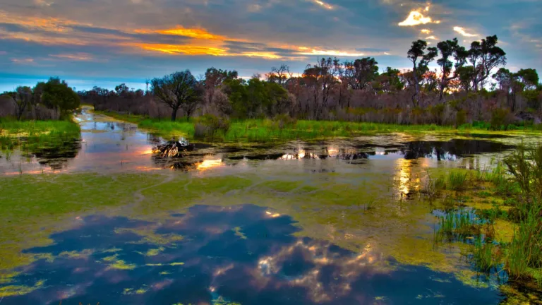 Restauração é chave para garantir resiliência hídrica no Pantanal Restauração é chave para garantir resiliência hídrica no Pantanal