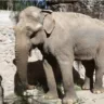 Pupy deixou seu recinto no Ecoparque Porteño e se mudou para o santuário de elefantes no Brasil