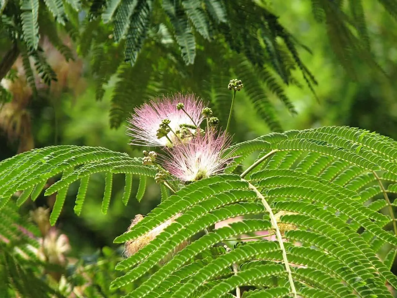 Ecologia das plantas sagradas