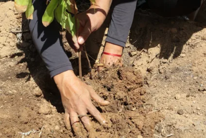 Restauração da Caatinga avança em Pernambuco e Rio Grande do Norte