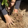 Restauração da Caatinga avança em Pernambuco e Rio Grande do Norte