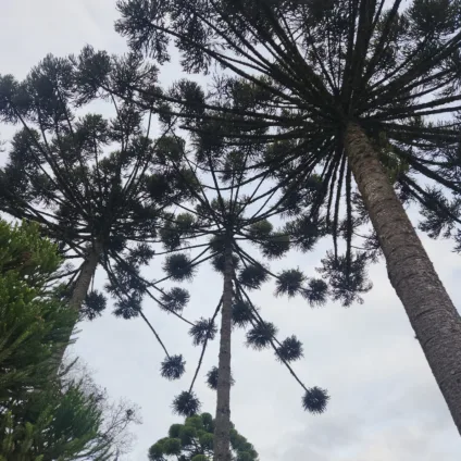 Viveiristas do Vale do Ribeira capacitam-se em produção de pinhão com apoio da Iniciativa Verde e Embrapa Florestas