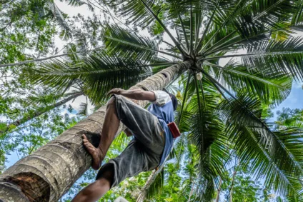 A low angle shot of a male climbing a tall palm tree