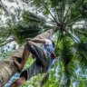 A low angle shot of a male climbing a tall palm tree