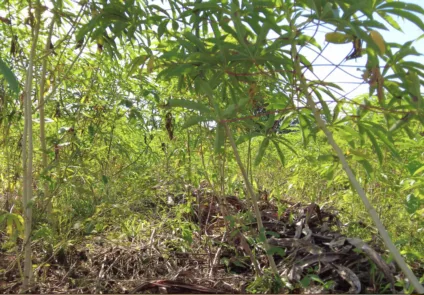 “Roça sem fogo”: comunidades rurais e Indígenas lideram revolução agrícola