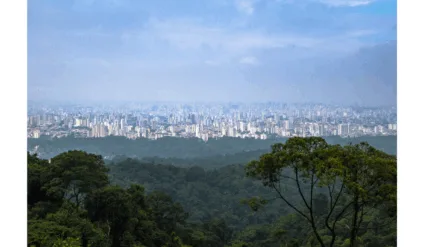 Mata Atlântica é chave para um futuro sustentável em São Paulo